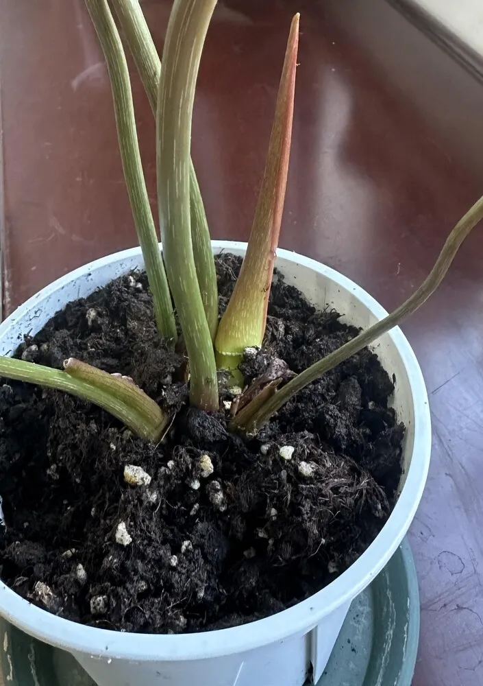 Philodendron Not Growing? Why a Stalled Bud and Slow Growth Are Not the Same Problem 3 new philodendron bud stalled and not growing for weeks