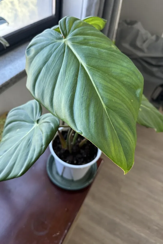 Philodendron Not Growing? Why a Stalled Bud and Slow Growth Are Not the Same Problem 2 philodendron plant looking healthy overall despite stalled growth