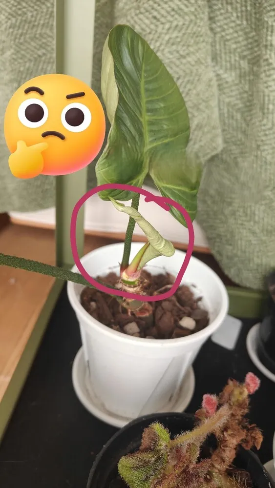 Why Are My Philodendron Leaves Curling? What I Learned From Two Real Cases 5 new philodendron leaf stuck and curled before opening