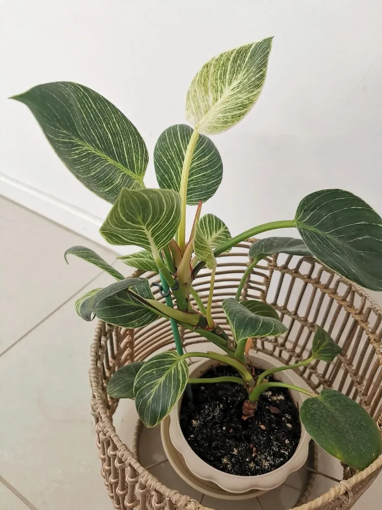 A Year Later, I Cut It Back and Tried Water Propagation
