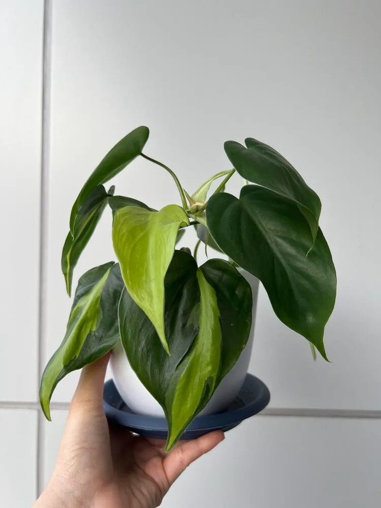 small Philodendron Brasil plant with green and lime variegated heart-shaped leaves