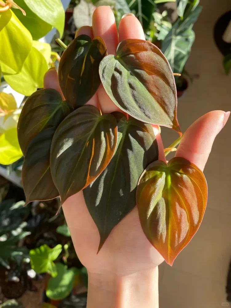 A few of My Plant photos 2