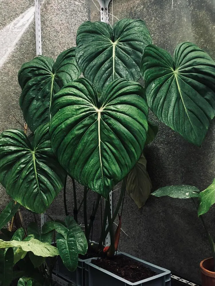 A few of My Plant photos 3