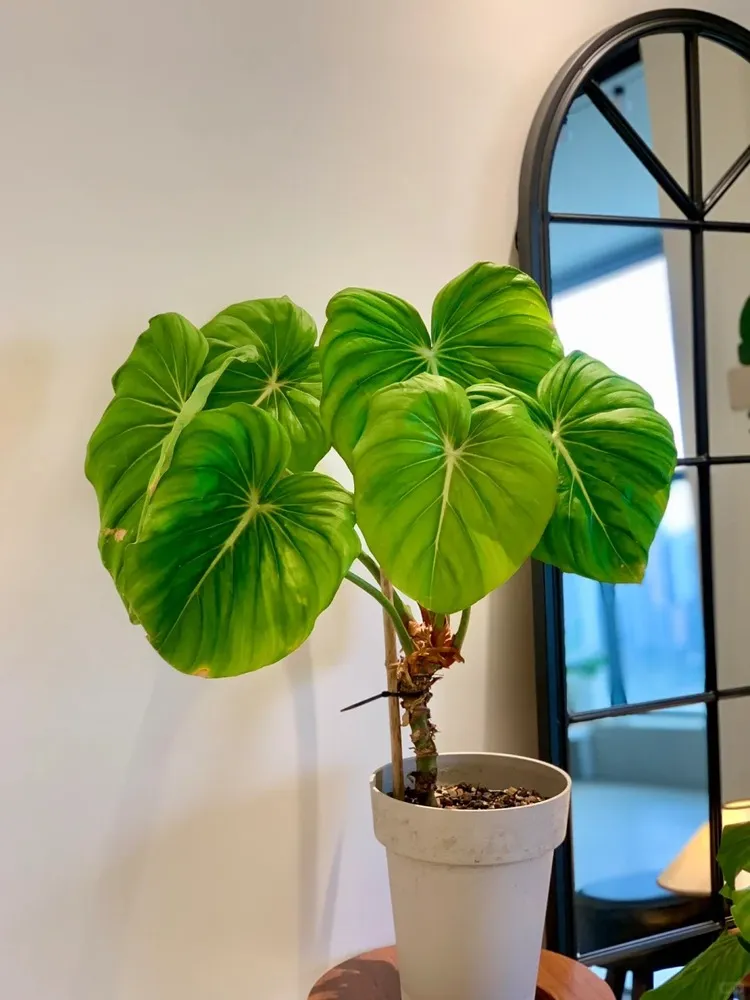 A few of My Plant photos 4