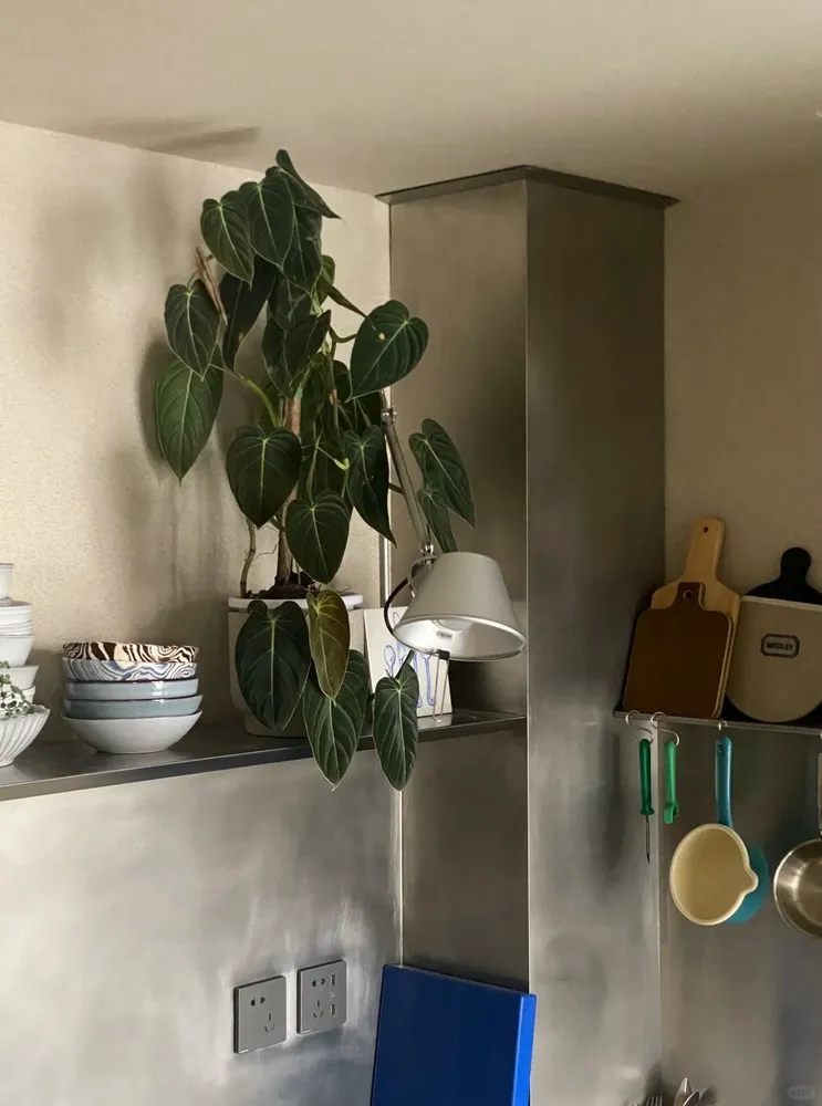 A few of My Plant photos 5