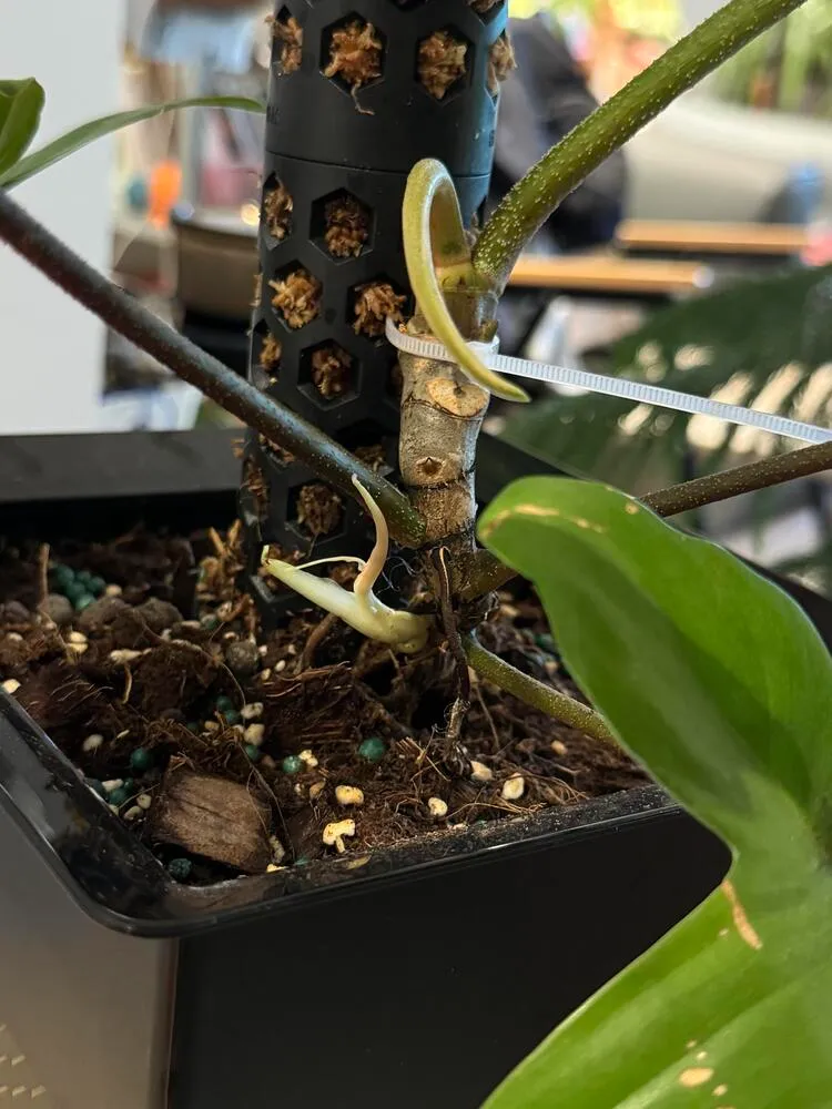 philodendron florida ghost aerial roots growing from node
