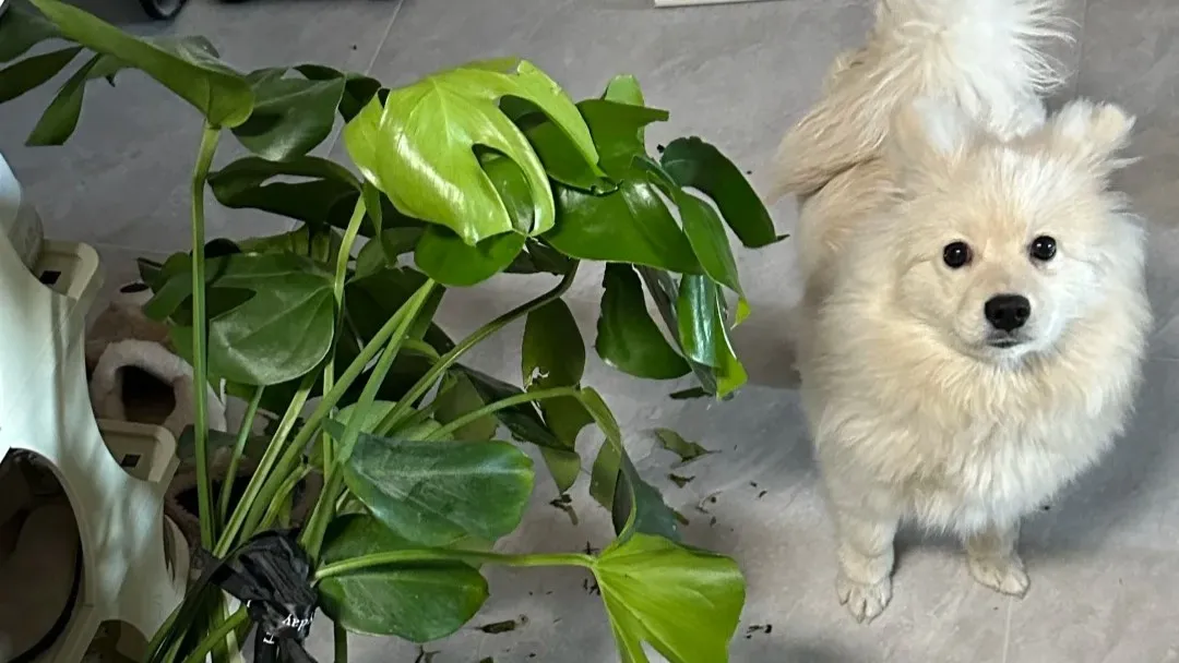Are Philodendrons Toxic to Dogs Symptoms, Risks, and What Dog Owners Should Know Are Philodendrons Toxic to Dogs Symptoms, Risks, and What Dog Owners Should Know