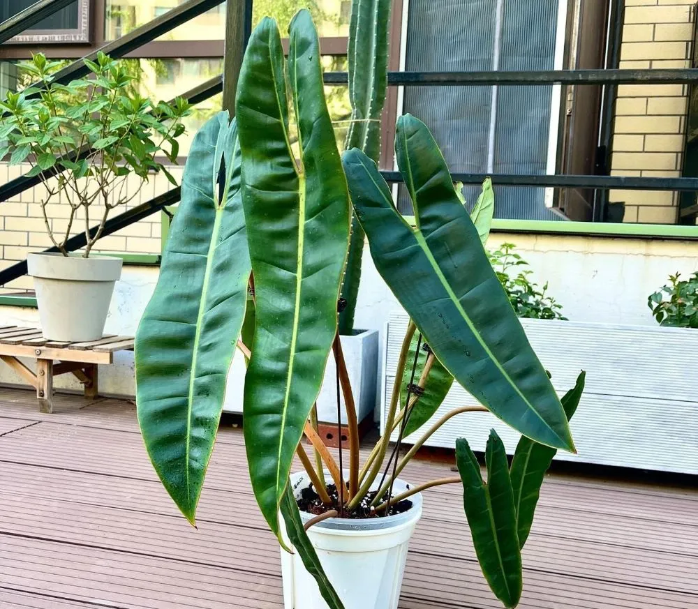 Why Is My Philodendron Drooping? 3 Real Causes I’ve Seen in My Own Plants 4 philodendron billietiae with upright leaves after reshaping the support structure