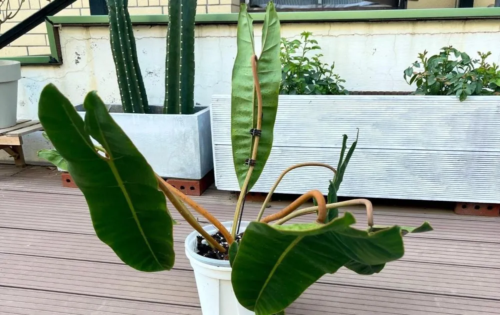 Why Is My Philodendron Drooping? 3 Real Causes I’ve Seen in My Own Plants 2 philodendron billietiae drooping with inward-curling leaves before support adjustment