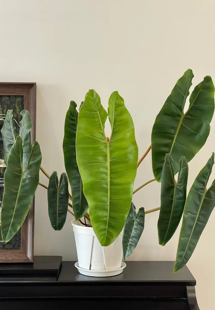 Philodendron Billietiae with larger elongated leaves and a bright fresh green new leaf in a white pot