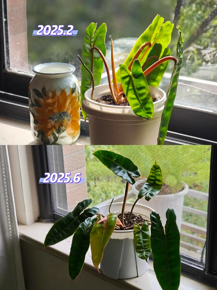 Philodendron Not Growing? Why a Stalled Bud and Slow Growth Are Not the Same Problem 4 philodendron billietiae comparison showing limited growth from February to June