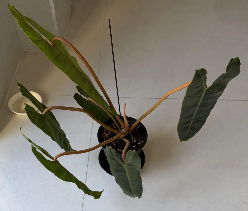 Why Is My Philodendron Drooping? 3 Real Causes I’ve Seen in My Own Plants 6 philodendron billietiae with downward-facing leaves caused by reflected light indoors