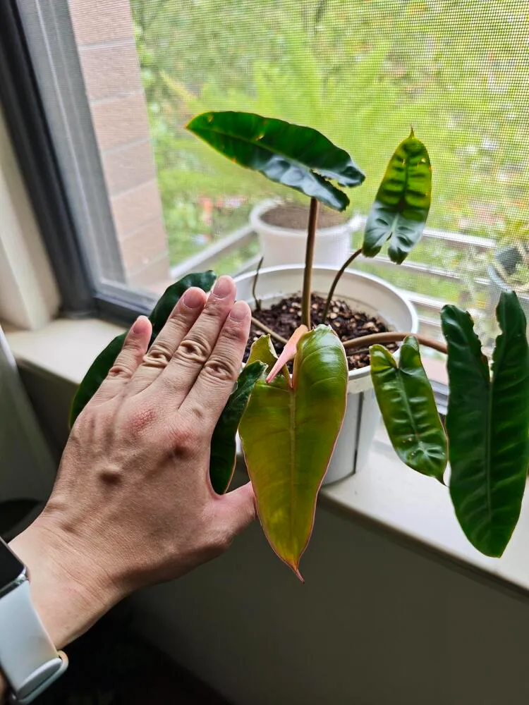 Philodendron Not Growing? Why a Stalled Bud and Slow Growth Are Not the Same Problem 5 philodendron billietiae growing slowly after being moved into a larger pot