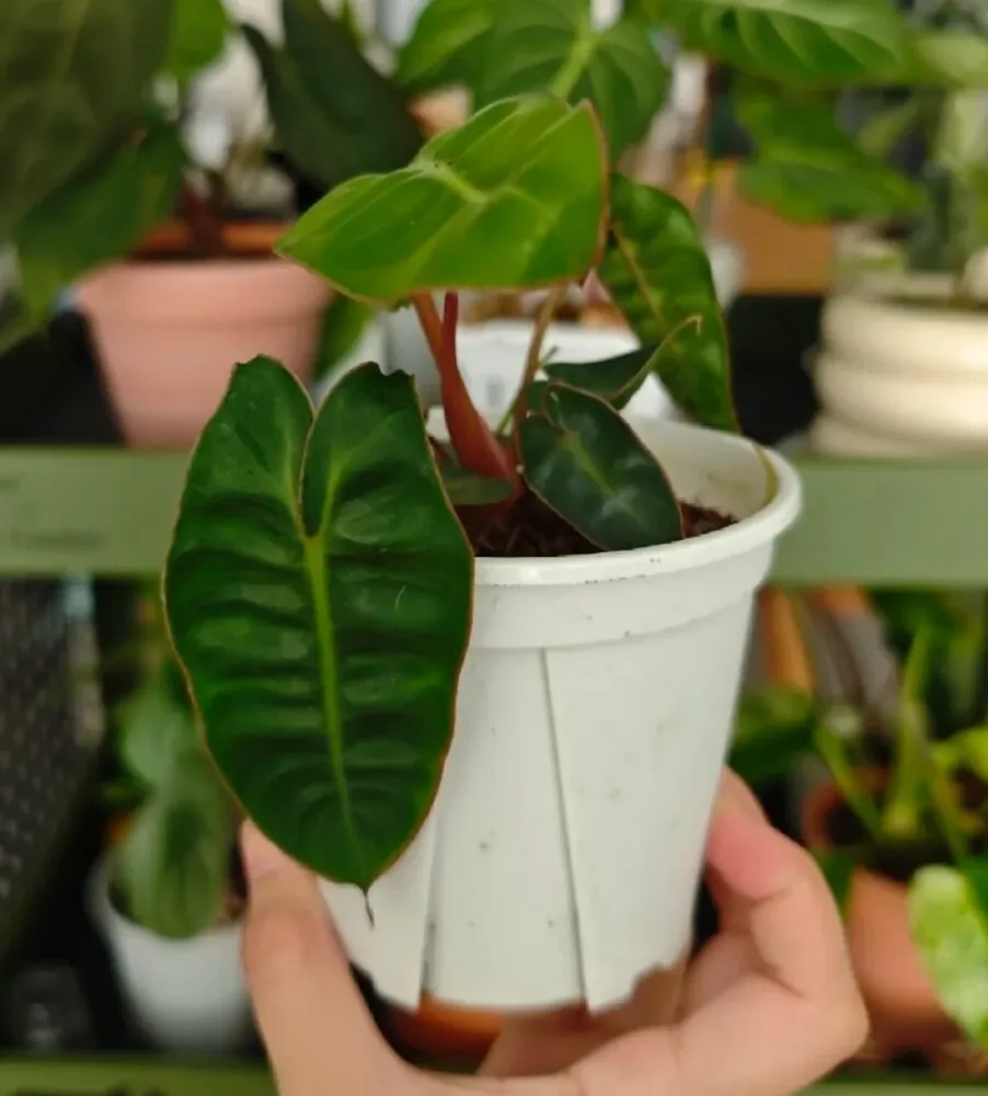 small Philodendron Billietiae in a white pot with dark juvenile leaves and orange-red petioles