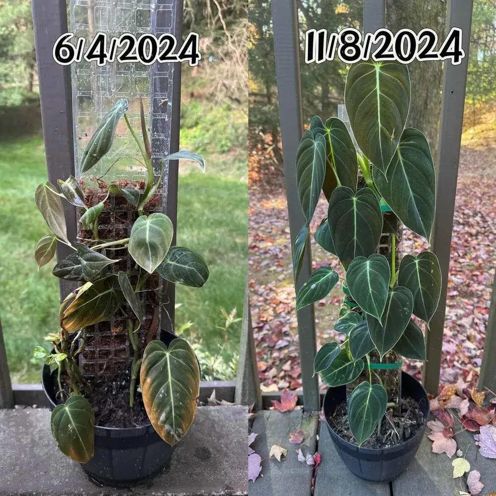 How to Put a Philodendron on a Moss Pole (Step-by-Step for Better Growth) 13 Black Gold Philodendron before and after five months on a moss pole