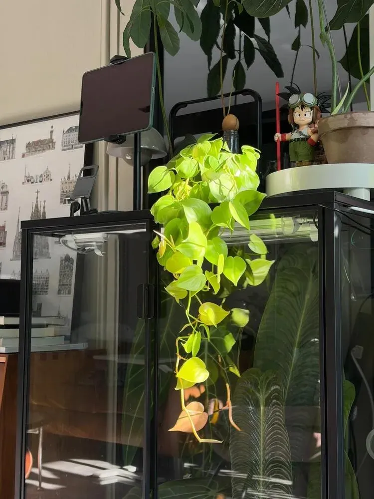 Philodendron Light Requirements: How Much Light They Really Need at Home 4 Trailing lemon-lime philodendron receiving strong indoor light near a cabinet