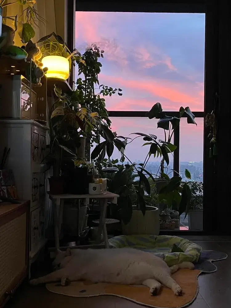 Is Philodendron Toxic to Cats? Symptoms, Risks, and What to Do 3 Can Cats and Philodendrons Coexist