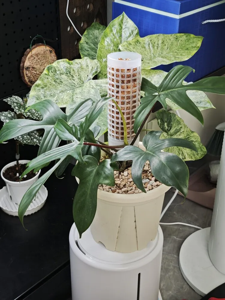 Indoor climbing philodendron growing in a pot with a moss pole and more structured upward growth