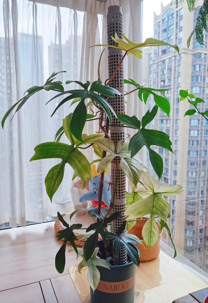 Climbing philodendron attached to a moss pole near a bright window with stronger upward growth and larger leaves