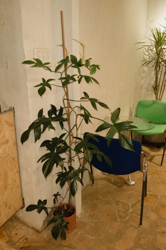 Climbing philodendron growing on a basic support stake with a looser stem and wider spacing between leaves