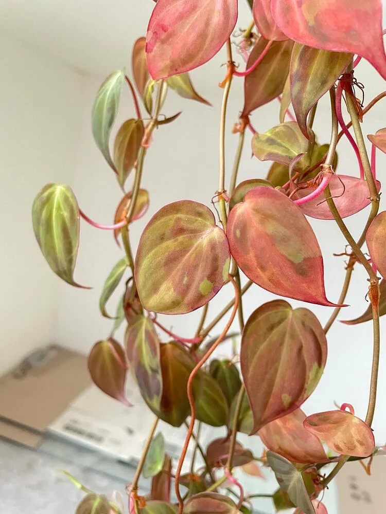 Philodendron Micans: My 3-Year Growing Experience and Care Tips 5 Philodendron Micans leaves with abnormal red, pink, and bronze discoloration during winter stress