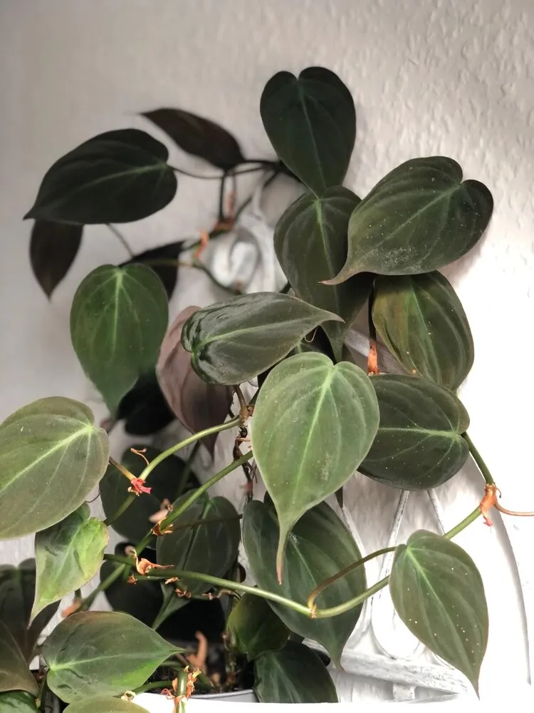 Philodendron Micans: My 3-Year Growing Experience and Care Tips 3 Close-up of mature Philodendron Micans leaves growing indoors in normal home conditions