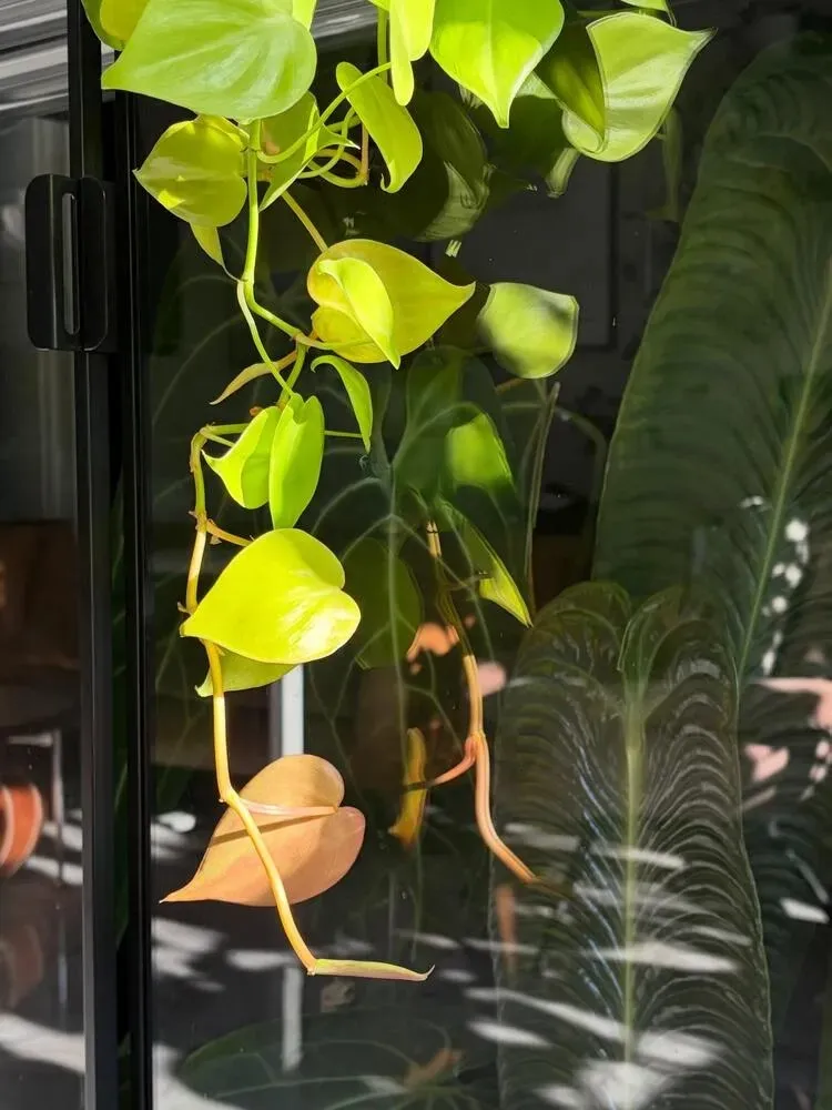 Philodendron Light Requirements: How Much Light They Really Need at Home 5 Close-up of lemon-lime philodendron leaves growing in bright indoor light