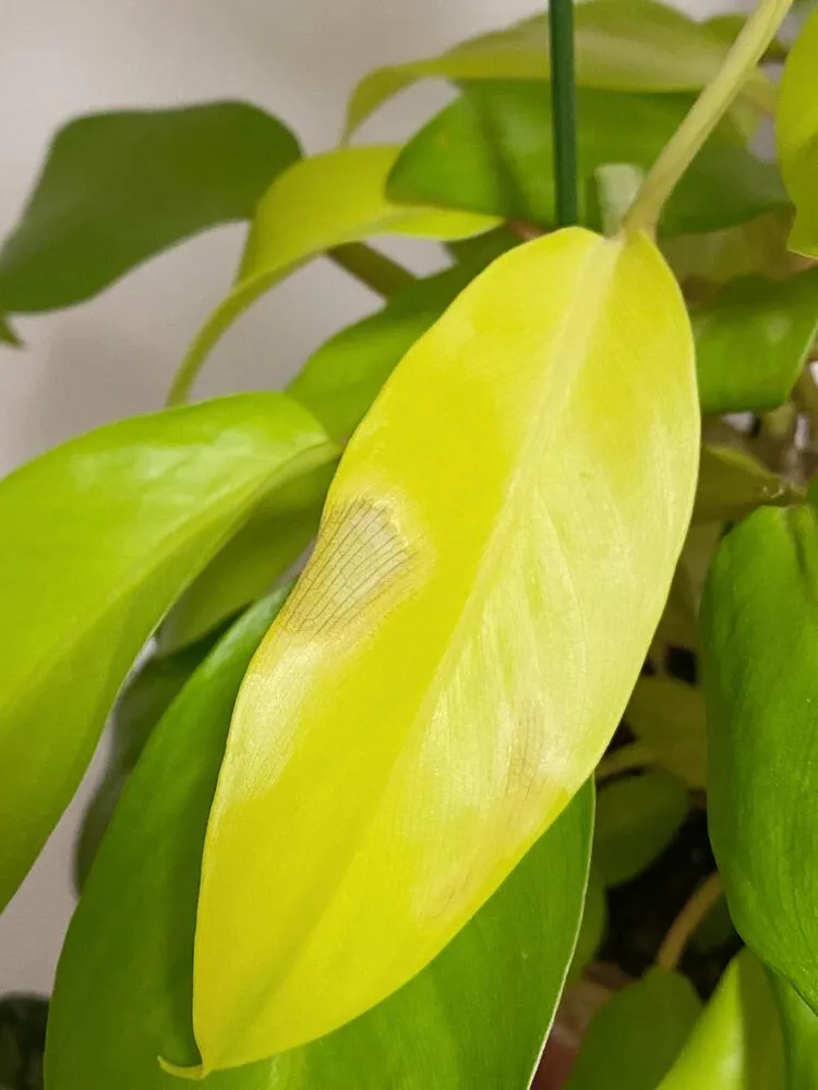 Cold Damage Patch on Lemon Lime Philodendron Leaf