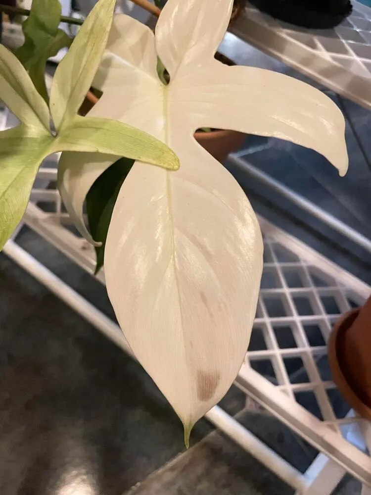 Why Does My Philodendron Have Brown Spots? Yellow Spots Often Come First 5 White philodendron leaf showing a light brown patch near the tip after cold exposure