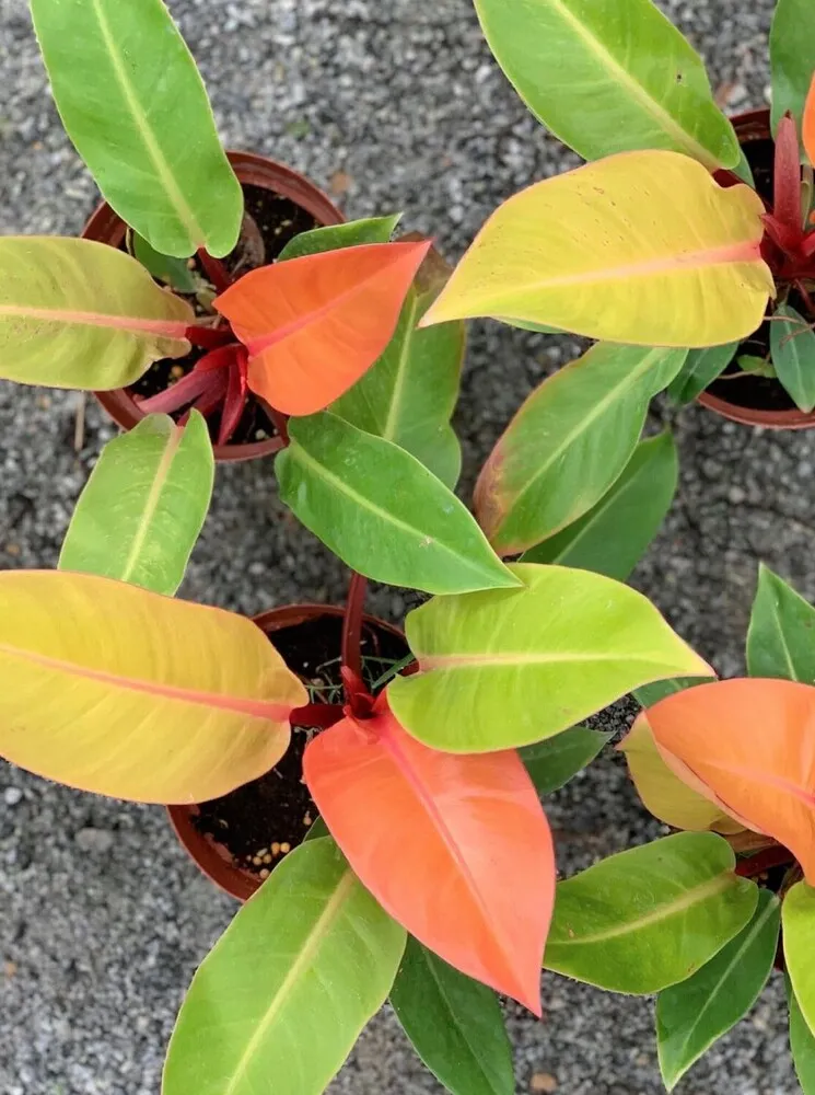 Philodendron Prince of Orange Care: Why Mine Keeps Pushing New Colorful Leaves 3 Top view of several Philodendron Prince of Orange plants showing compact upright growth
