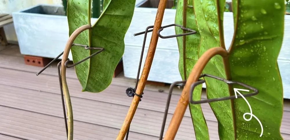 Why Is My Philodendron Drooping? 3 Real Causes I’ve Seen in My Own Plants 3 bent wire support holding philodendron billietiae petioles in a more upright position