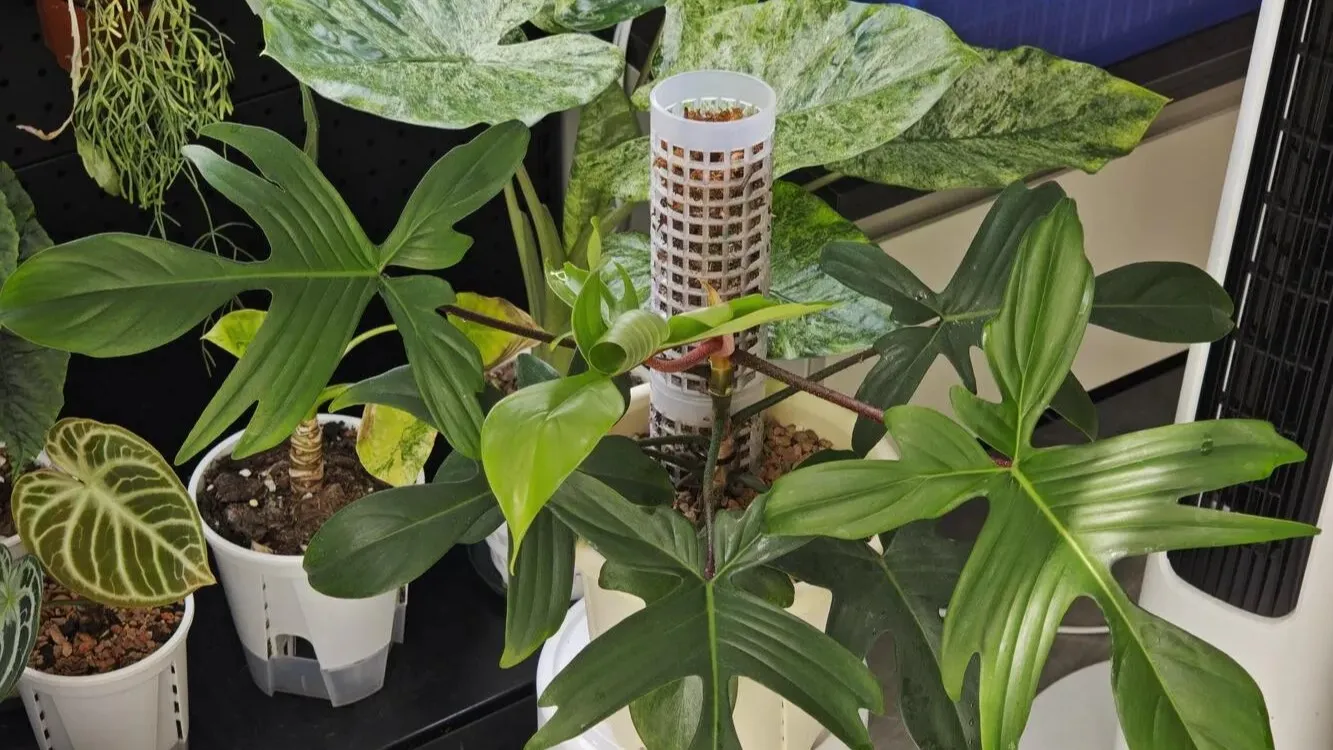 Do All Philodendrons Need a Moss Pole How to Tell Which Types Actually Benefit Do All Philodendrons Need a Moss Pole How to Tell Which Types Actually Benefit