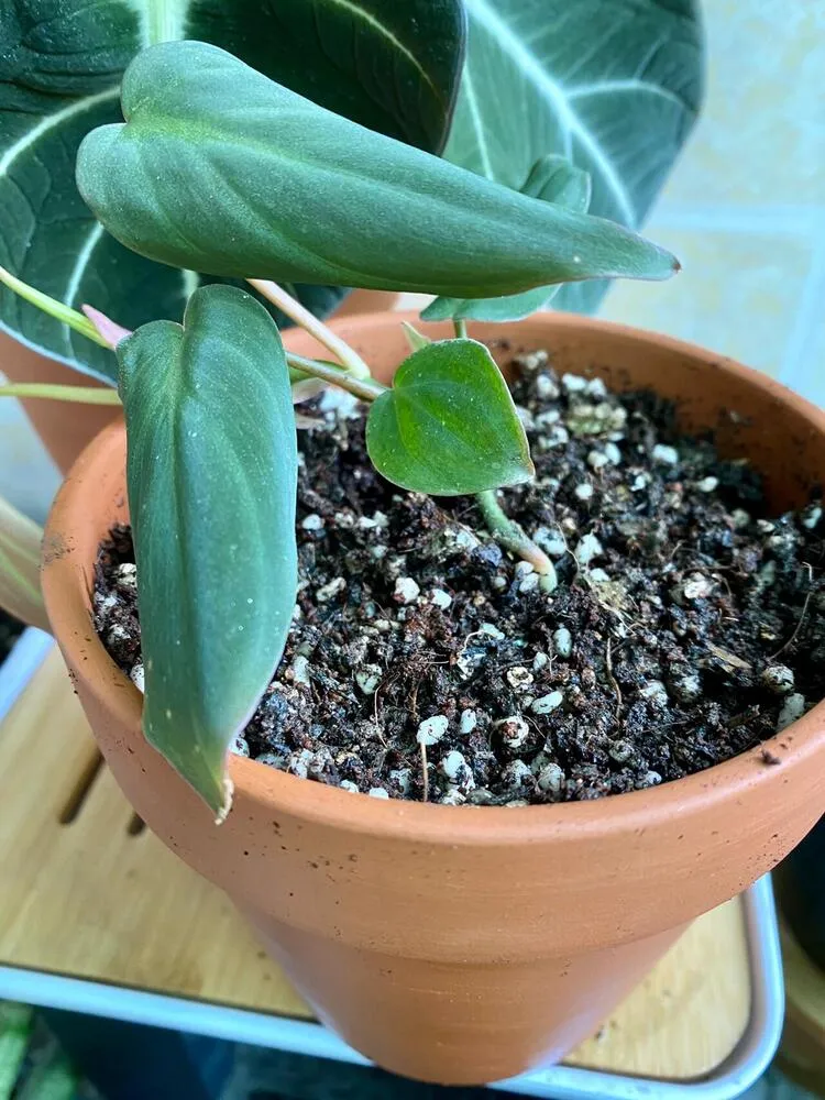 Why Are My Philodendron Leaves Curling? What I Learned From Two Real Cases 3 philodendron micans with downward-curled leaves after repotting stress