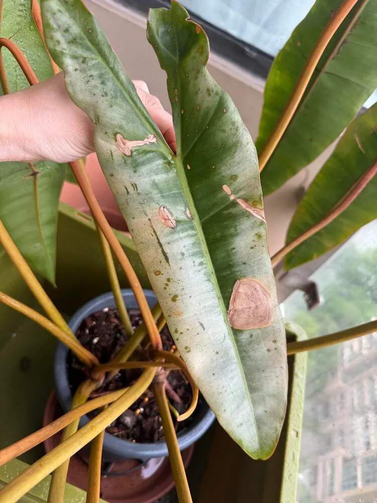 Why Does My Philodendron Have Brown Spots? Yellow Spots Often Come First 3 Philodendron leaf with several dry tan-brown patches and scattered spotting near a bright window