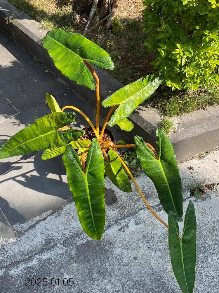 philodendron billietiae leaves beginning to turn yellow after repotting