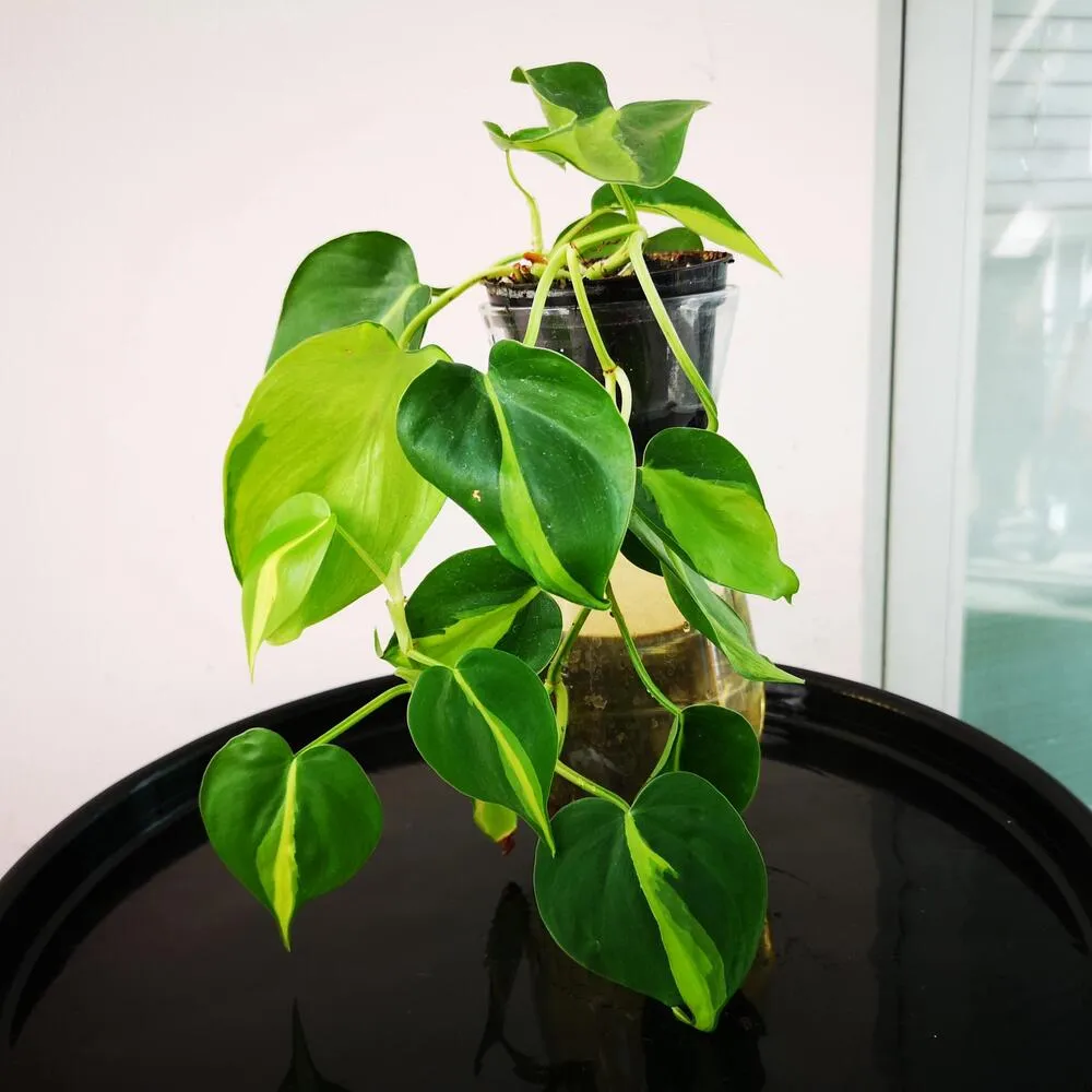 Philodendron Brasil cutting with trailing green and lime leaves growing in water