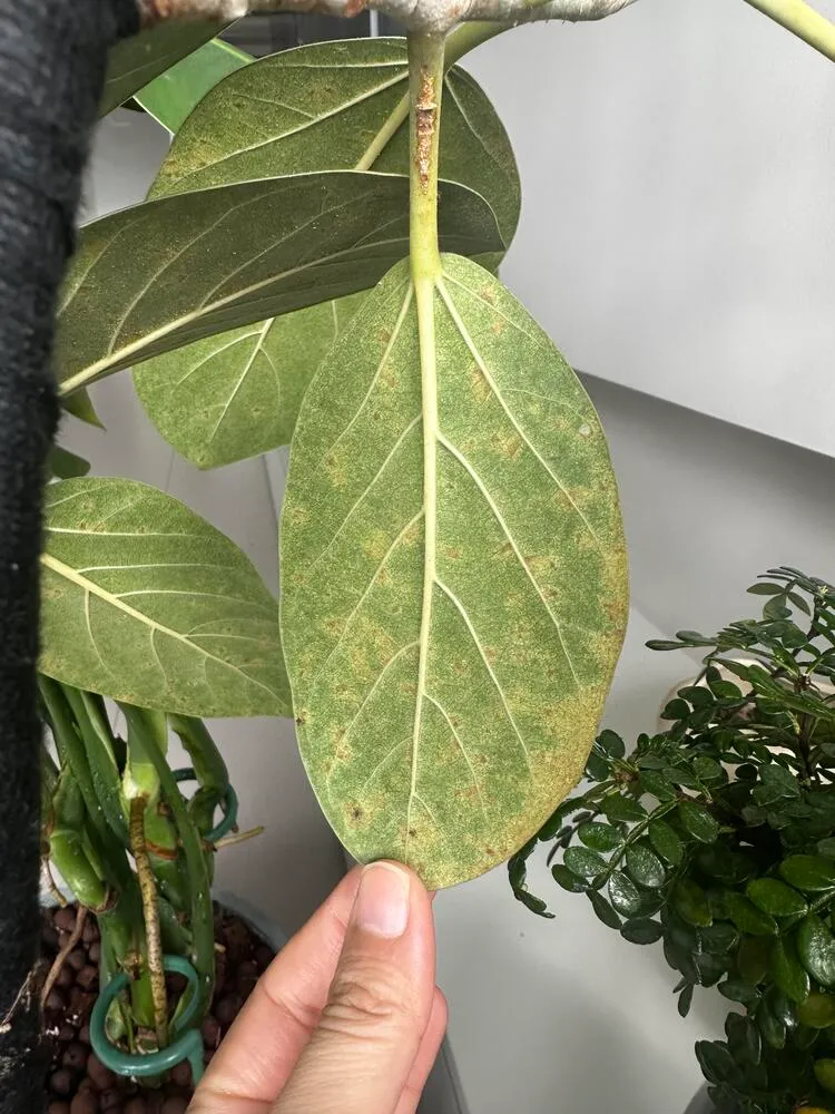 Why Does My Philodendron Have Brown Spots? Yellow Spots Often Come First 7 Underside of a philodendron leaf showing fine yellow-to-brown speckling across the surface