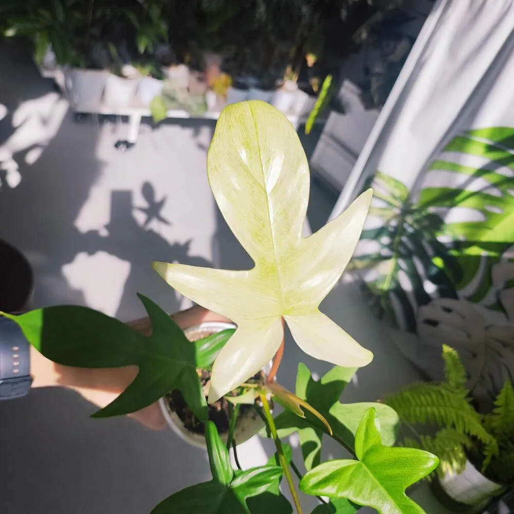 Is Philodendron Florida Ghost Hard to Grow? My Real Experience 4 Florida Ghost Leaf in a Soft Creamy White Stage