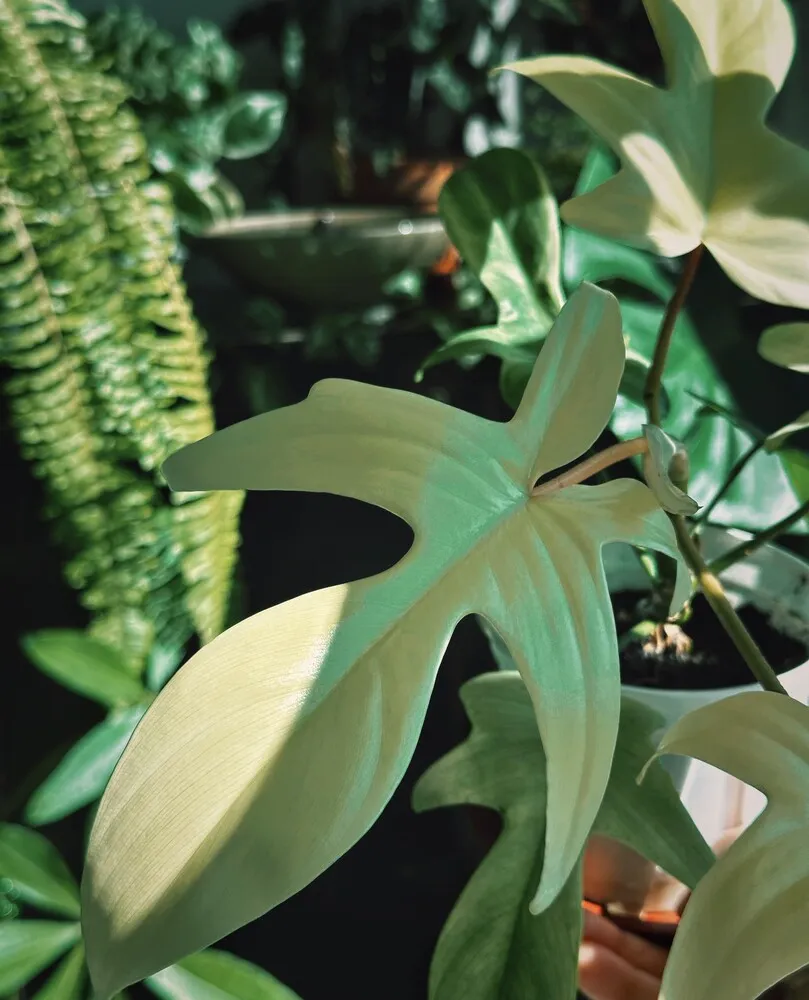 Is Philodendron Florida Ghost Hard to Grow? My Real Experience 2 Philodendron Florida Ghost with pale creamy white leaves in bright indoor light