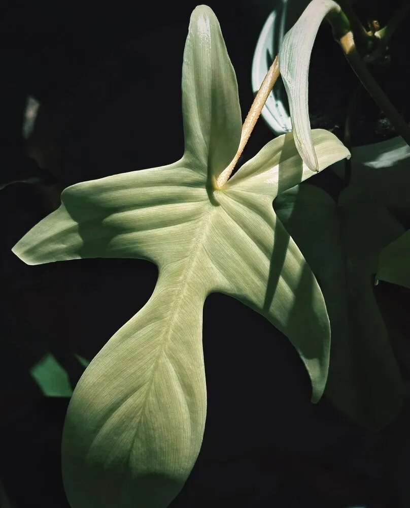 Is Philodendron Florida Ghost Hard to Grow? My Real Experience 3 fresh pale white Florida Ghost leaf with lobed airplane-like shape