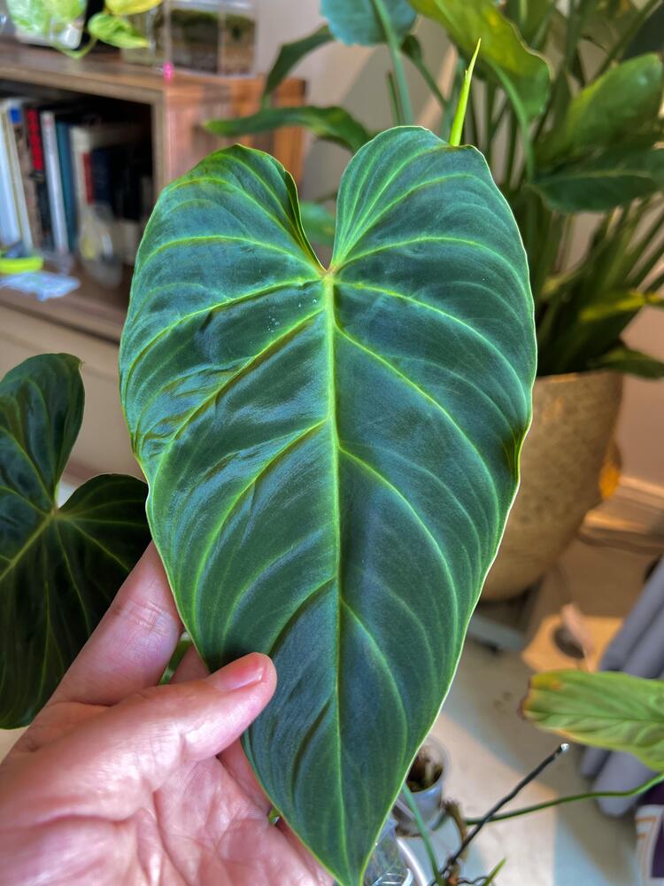healthy dark green velvet philodendron leaf after waiting longer between waterings