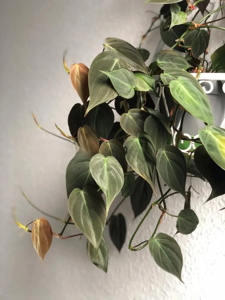 Philodendron Micans: My 3-Year Growing Experience and Care Tips 2 Healthy Philodendron Micans leaves and new growth in bright indirect indoor light
