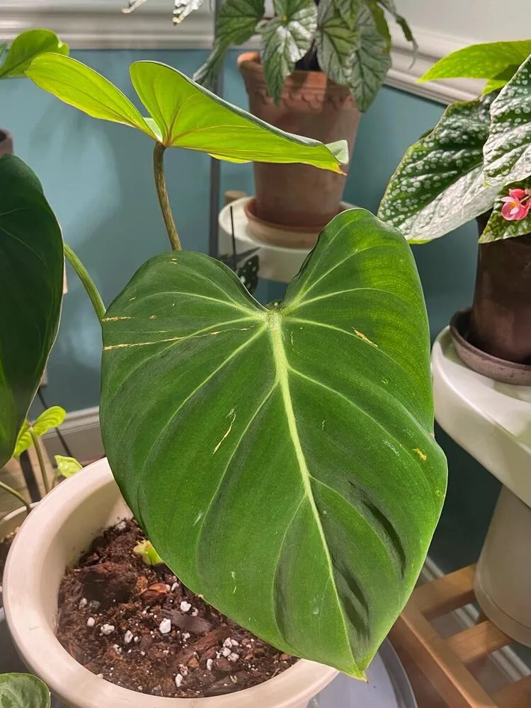healthy mature philodendron leaf grown in simple bark perlite potting mix