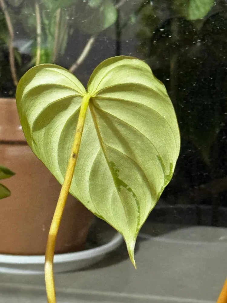 7 Signs of an Overwatered Philodendron (And What I Do Next) 9 Underside of a philodendron leaf showing visible guttation droplets and water tracking