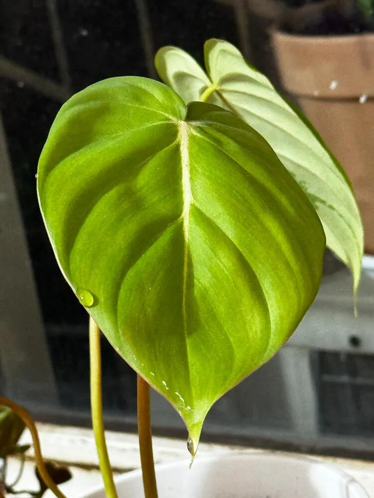 7 Signs of an Overwatered Philodendron (And What I Do Next) 8 Philodendron leaf showing guttation droplets on the upper surface after excess moisture