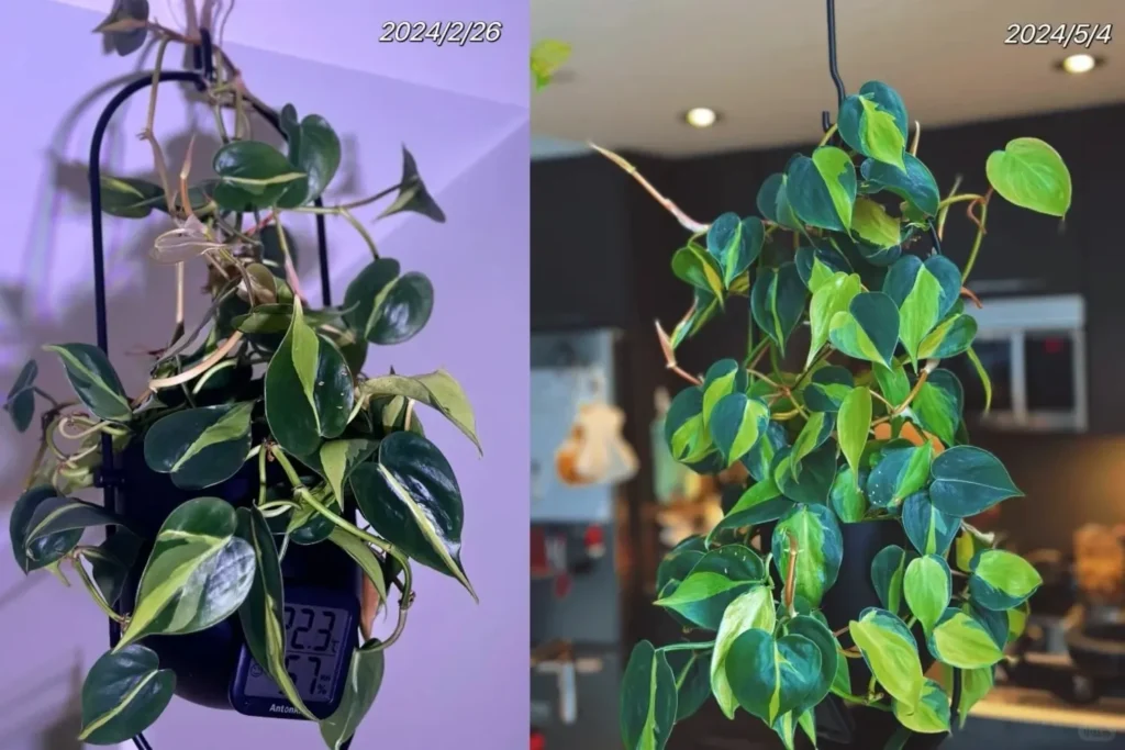 before and after comparison of Philodendron Brasil growing fuller over a few months