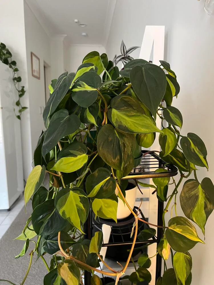 full trailing Philodendron Brasil growing densely on an indoor plant stand