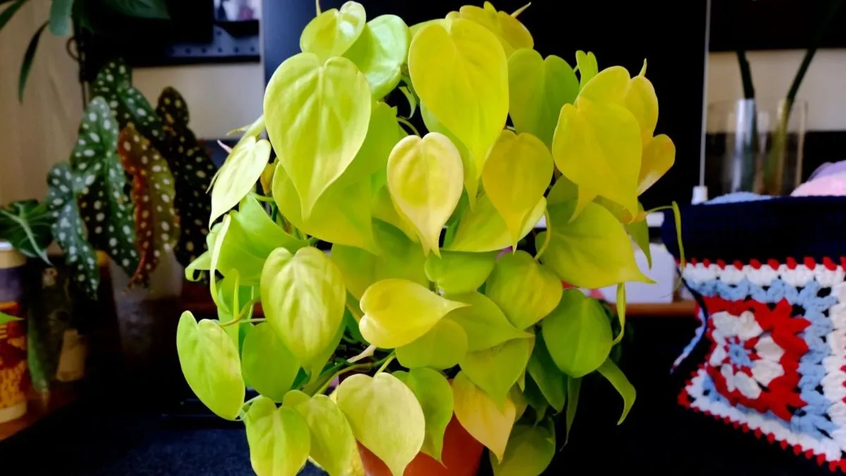 How I Grew Lemon Lime Philodendron From One Small Plant to Four Pots How I Grew Lemon Lime Philodendron From One Small Plant to Four Pots