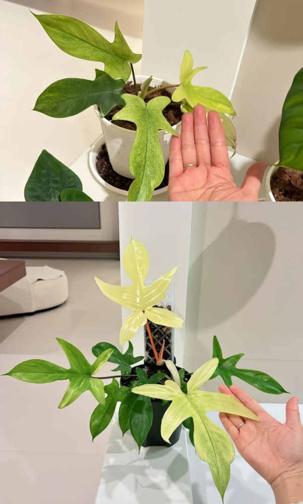 Philodendron Not Growing? Why a Stalled Bud and Slow Growth Are Not the Same Problem 6 How I Read a Philodendron That Isn’t Growing Now