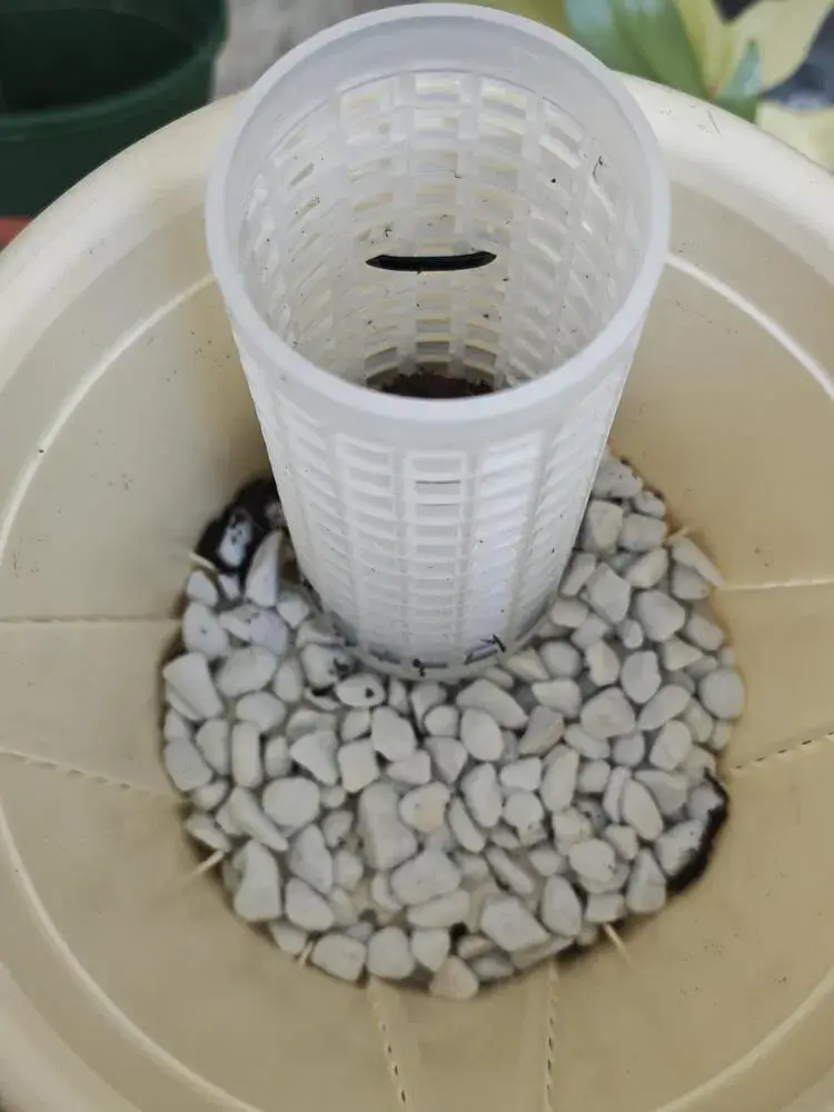 How to Put a Philodendron on a Moss Pole (Step-by-Step for Better Growth) 6 alt="lower moss pole section standing firmly inside pot on top of pumice layer"